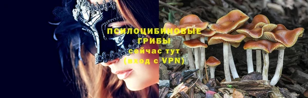 прущие грибы Верея